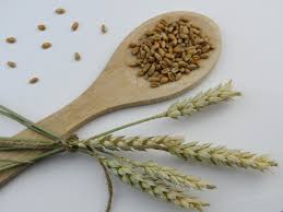 which millet has high protein?